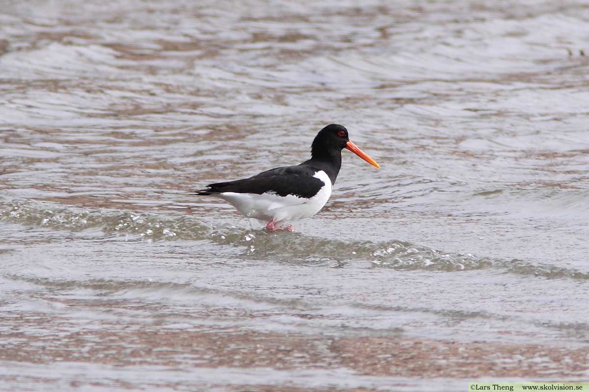 Strandskata, Haematopus ostralegus