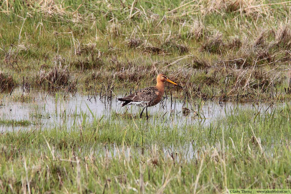 Rödspov, Limosa limosa