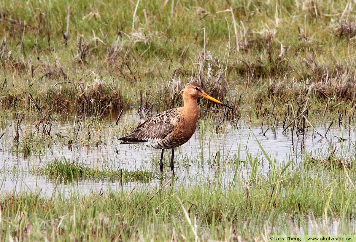 Rödspov, Limosa limosa