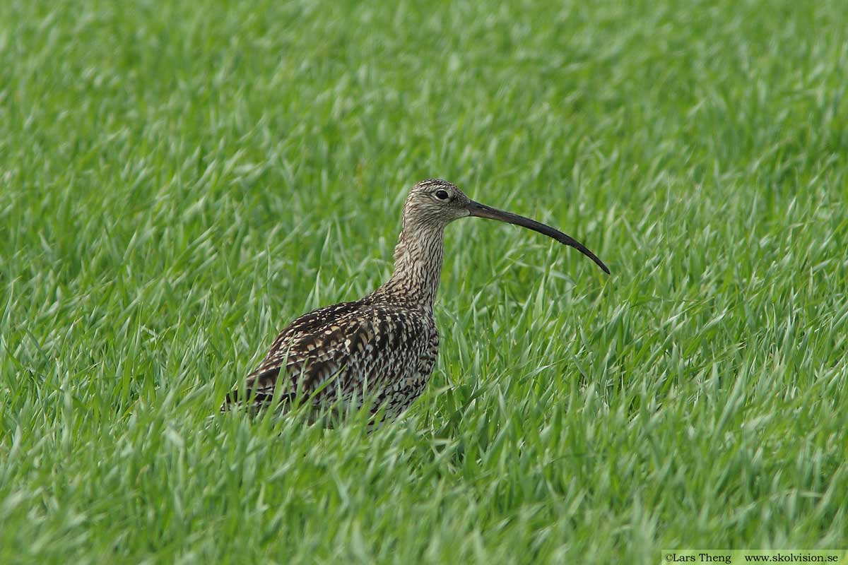 Storspov, Numenius arquata