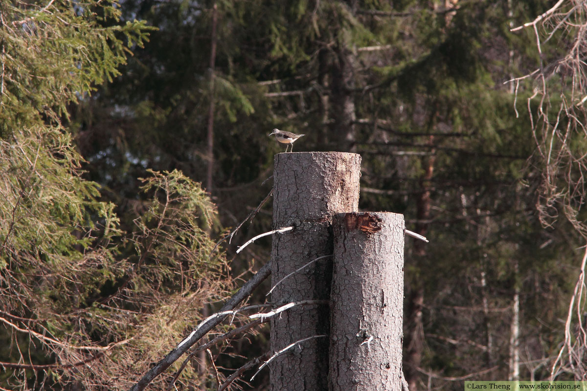 Skogssnäppa, Tringa ochropus