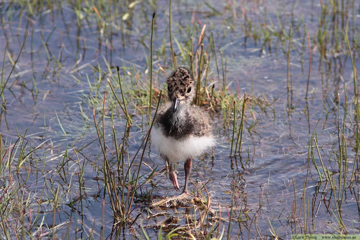 Tofsvipa, Vanellus vanellus