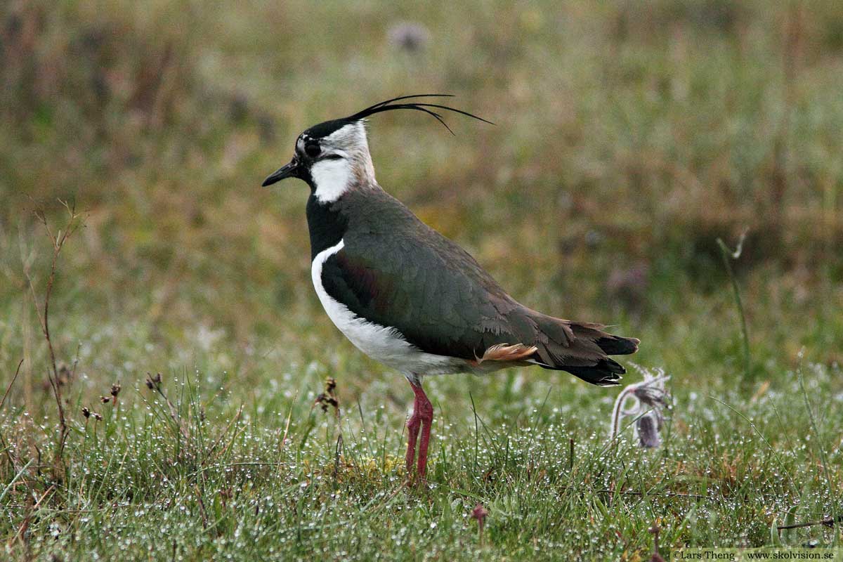 Tofsvipa, Vanellus vanellus