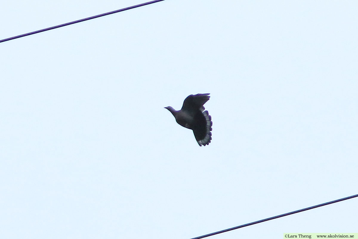 Kanarieduva, Columba bolli