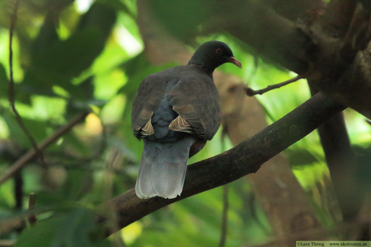 Lagerduva, Columba junoniae