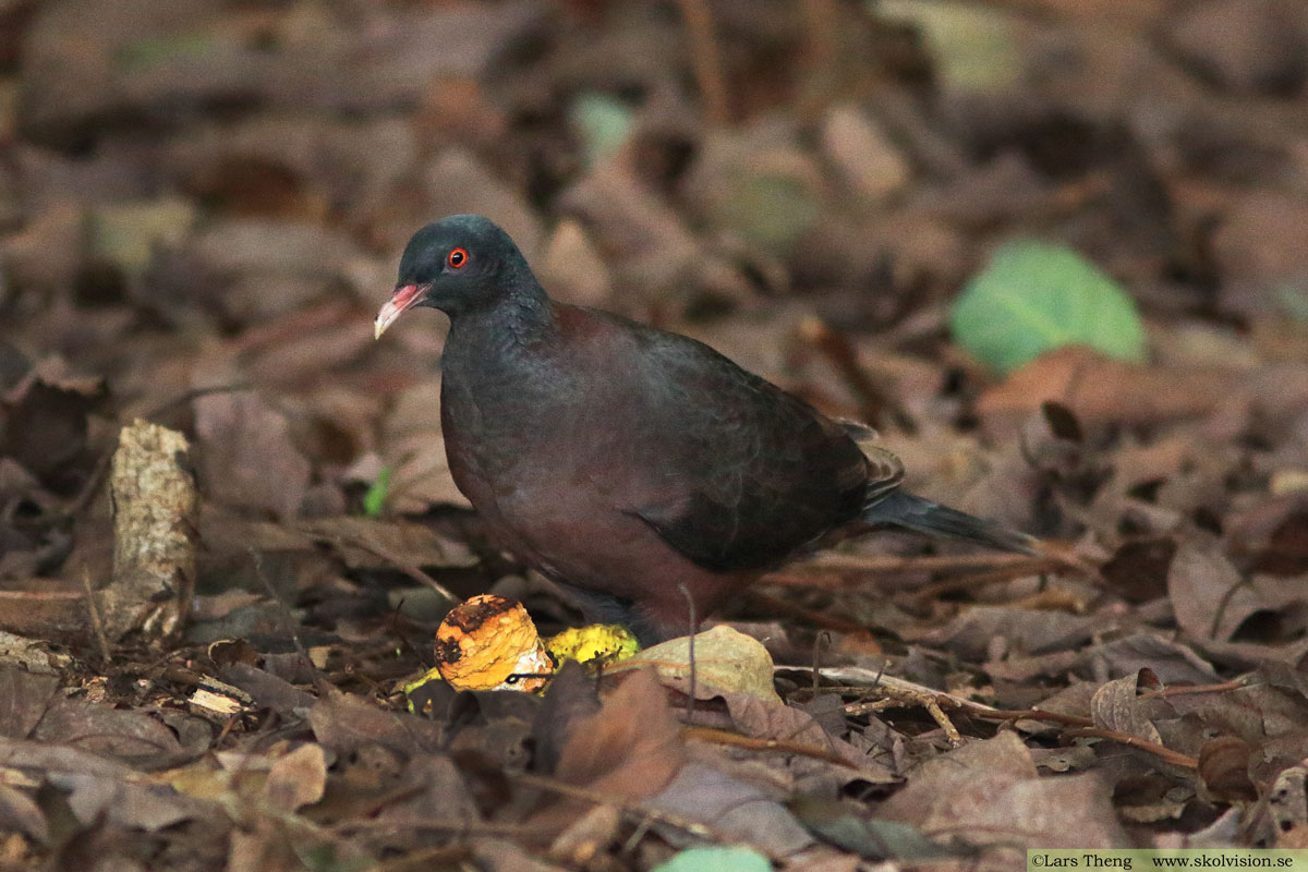 Lagerduva, Columba junoniae