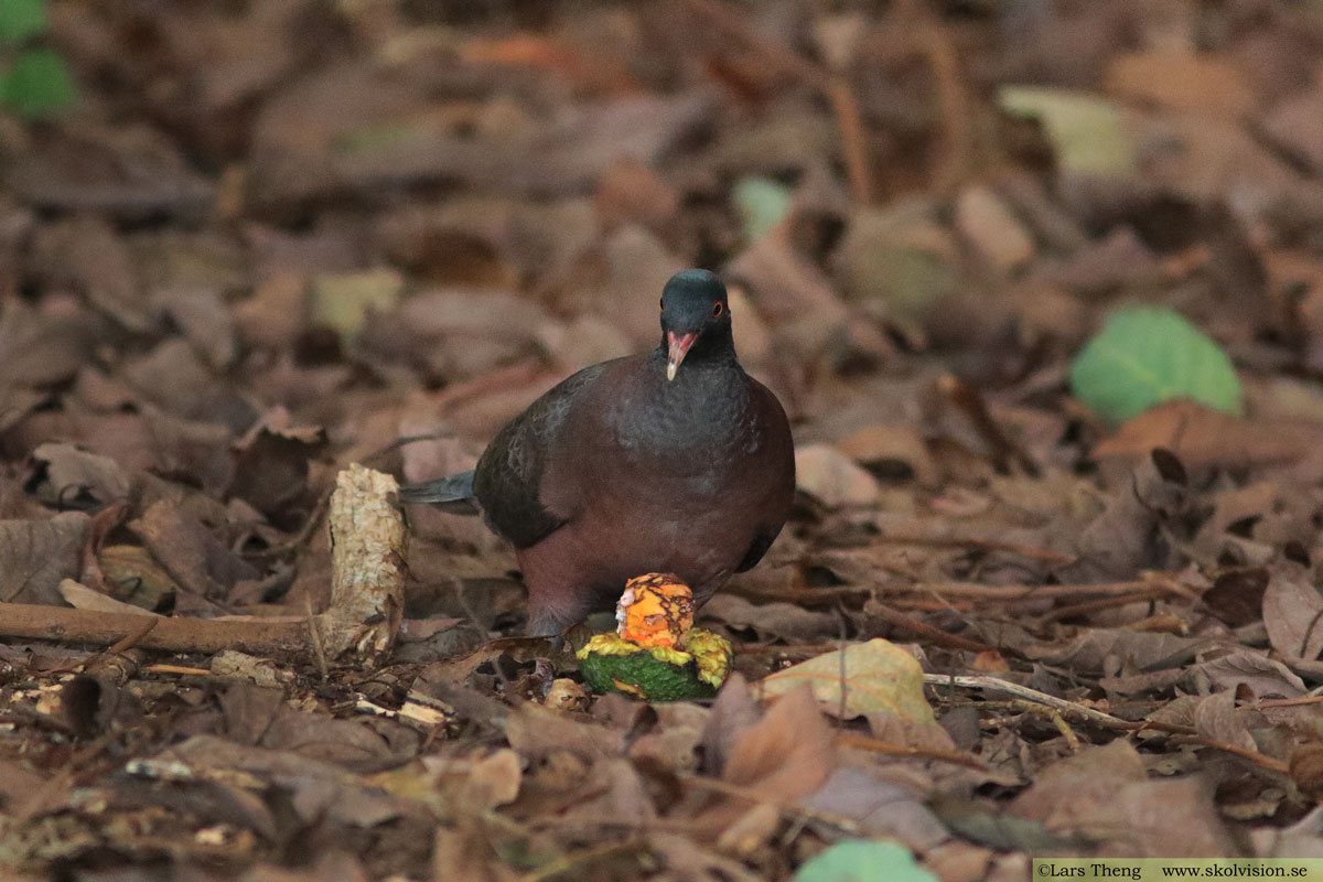 Lagerduva, Columba junoniae