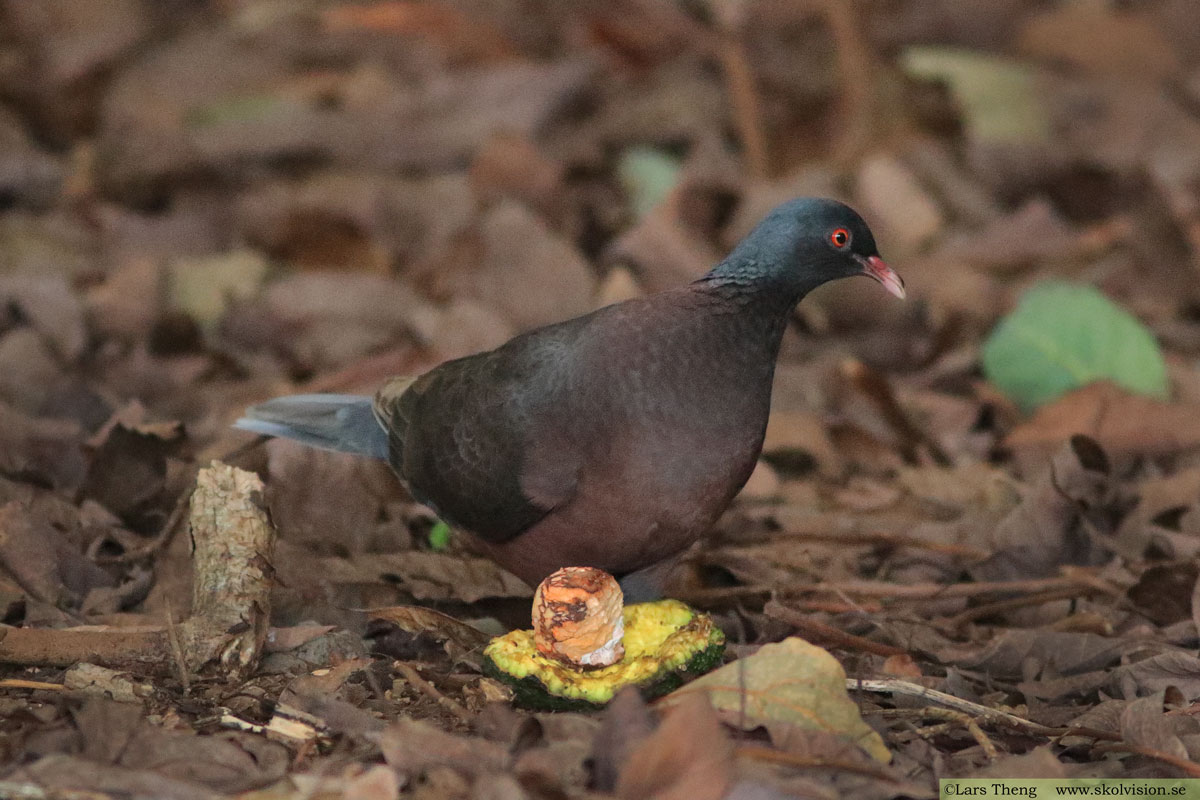 Lagerduva, Columba junoniae