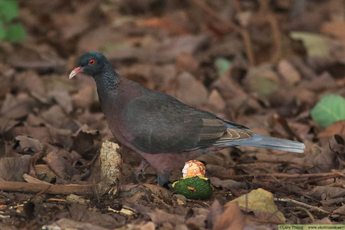 Lagerduva, Columba junoniae