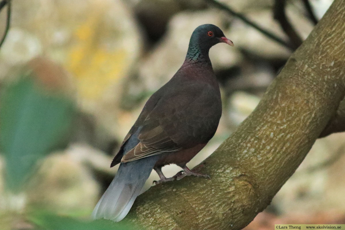 Lagerduva, Columba junoniae