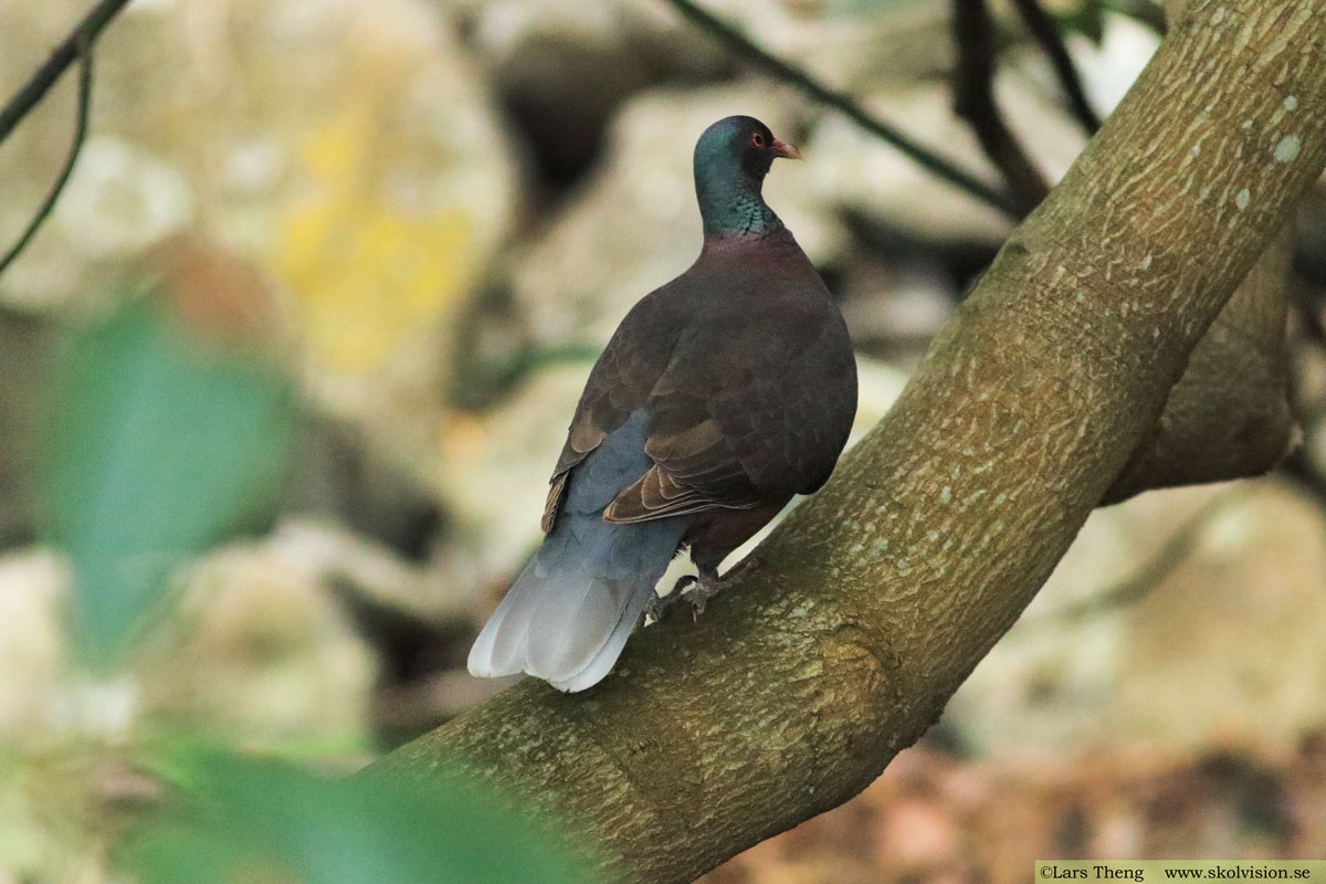 Lagerduva, Columba junoniae