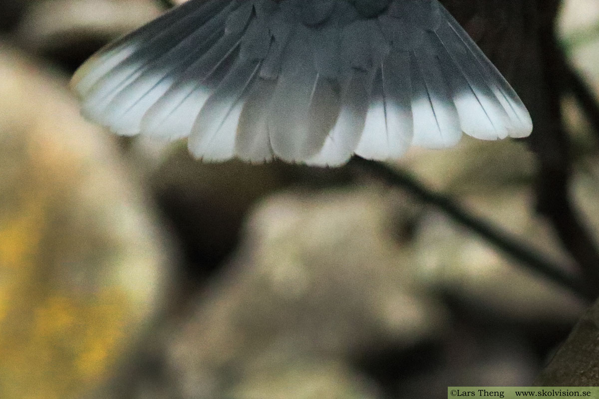 Lagerduva, Columba junoniae