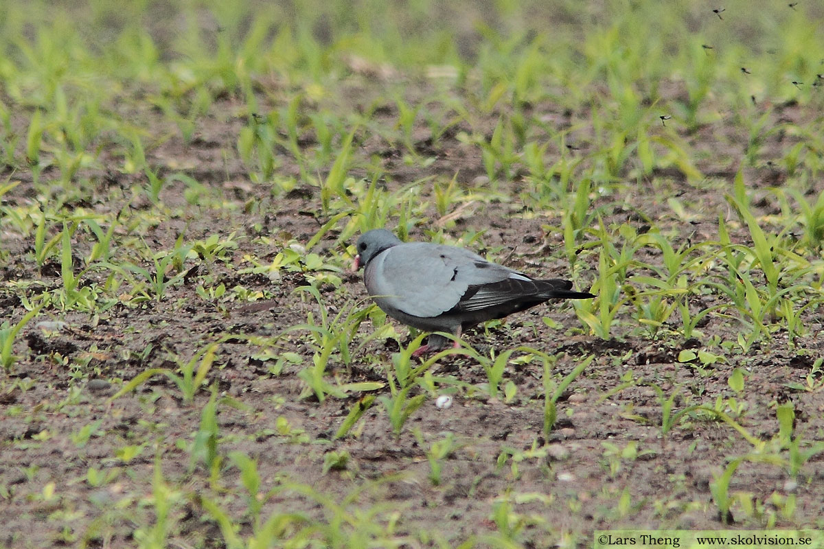 Skogsduva, Columba oenas