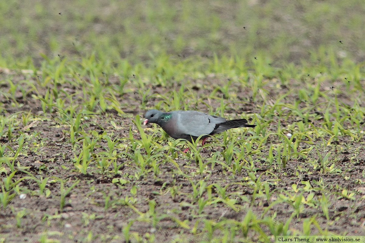 Skogsduva, Columba oenas