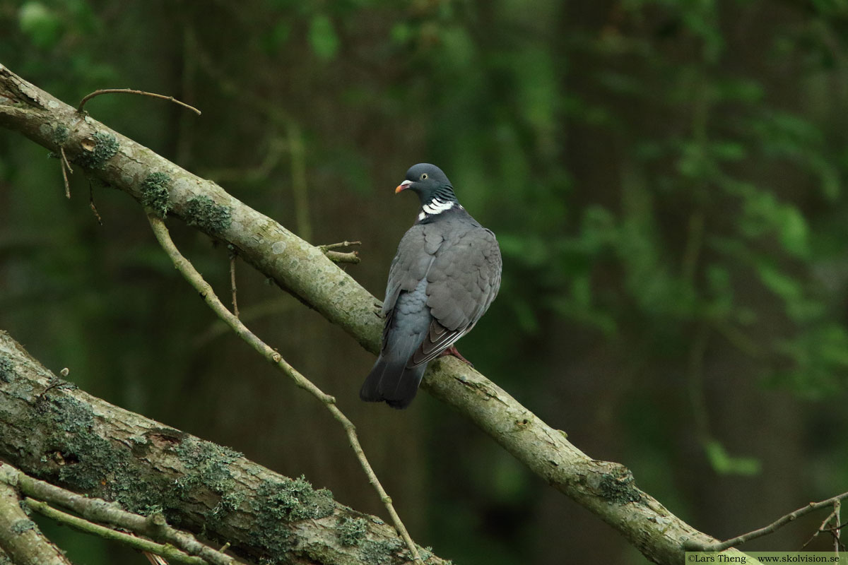 Ringduva, Columba palumbus