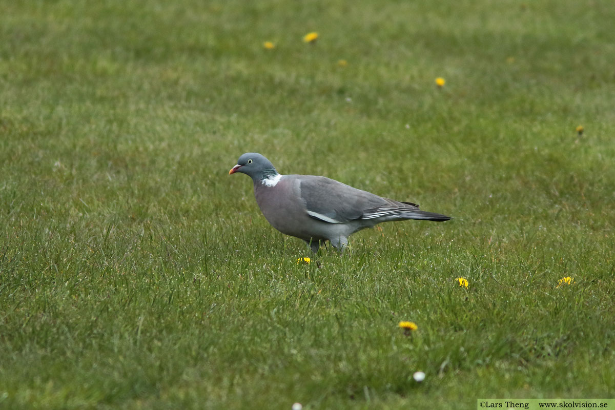 Ringduva, Columba palumbus