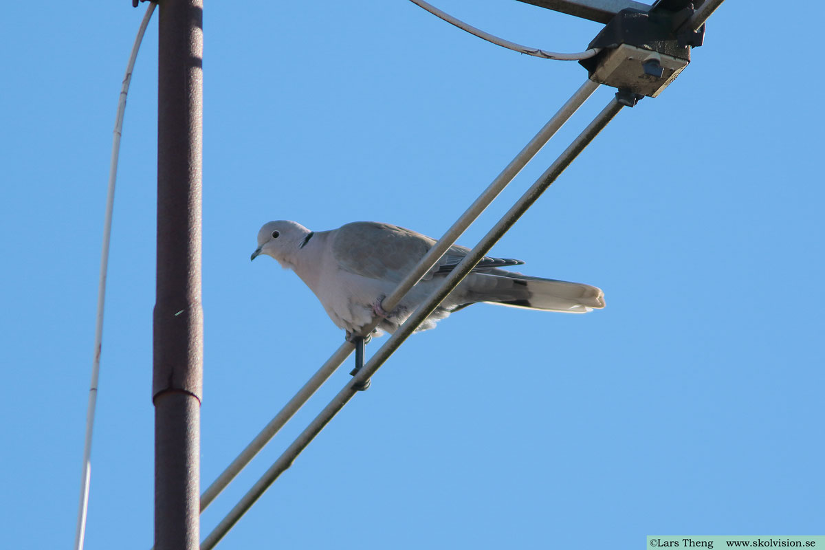 Ringduva, Columba palumbus