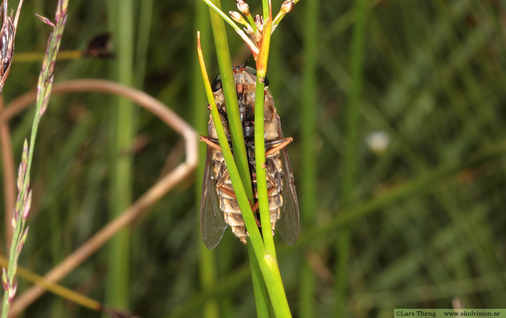 Fäbroms, Tabanus bovinus