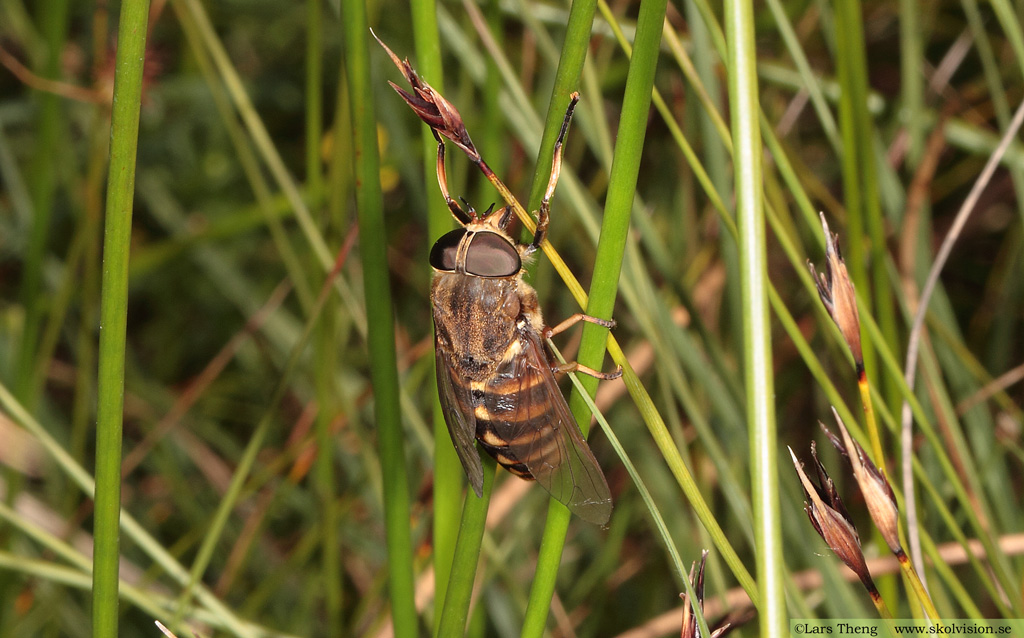 Fäbroms, Tabanus bovinus