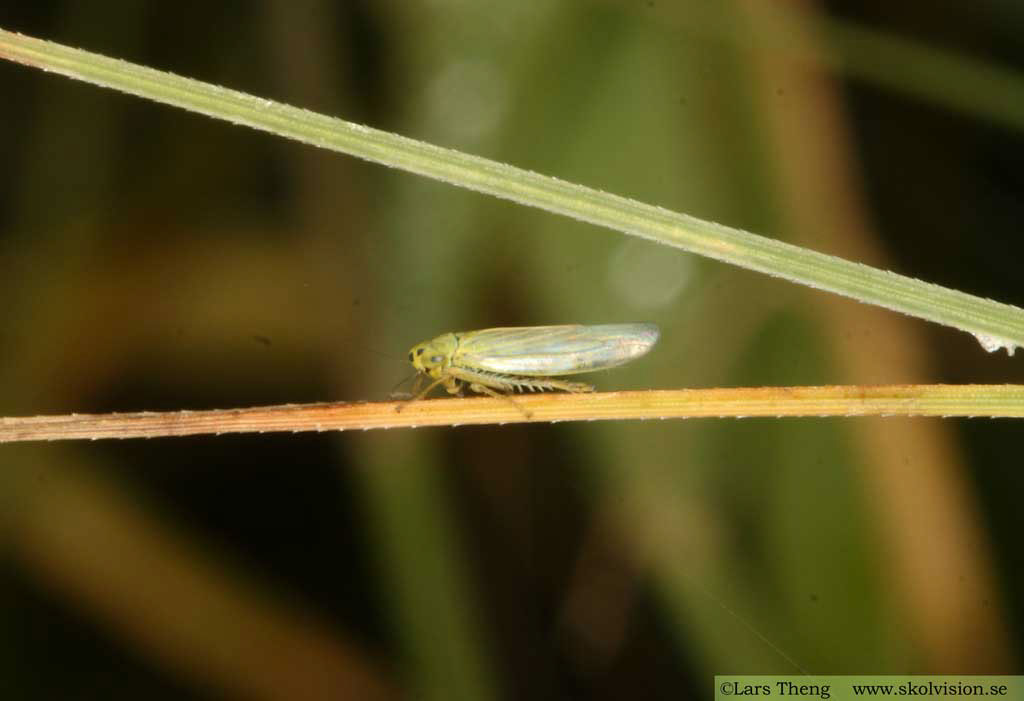 1 Blågrön kärrstrit Cicadella viridis