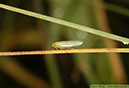 1 Blågrön kärrstrit Cicadella viridis