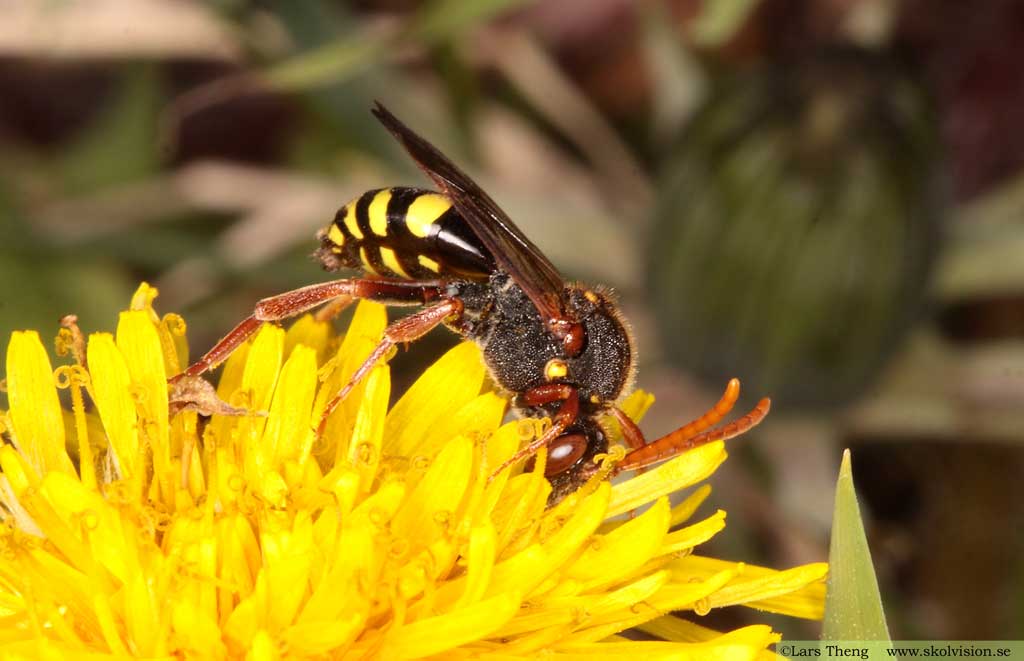 Gökbin - Nomada sp.