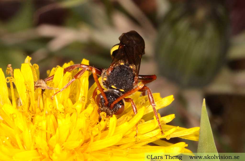 Gökbin - Nomada sp.