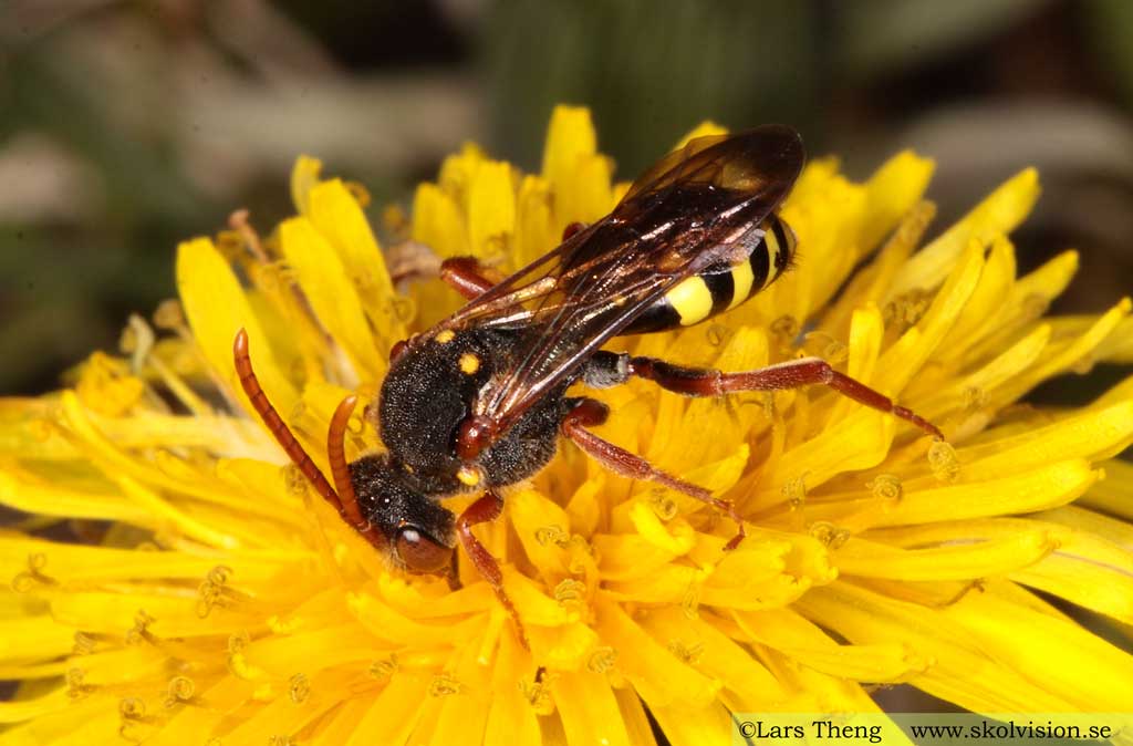 Gökbin - Nomada sp.