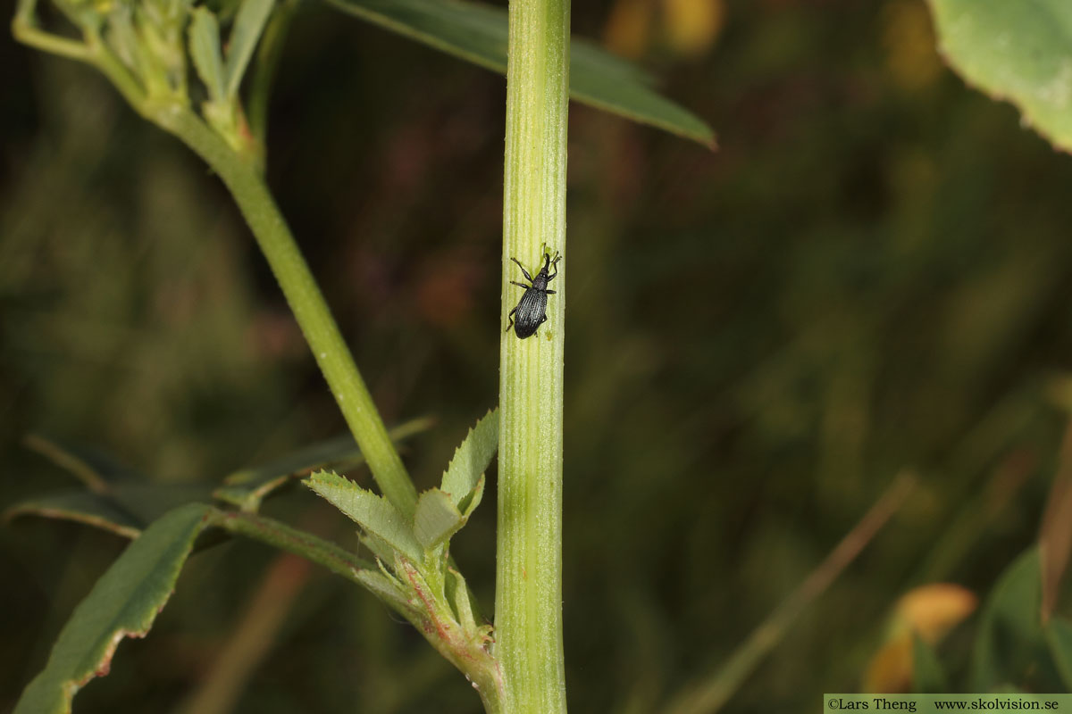 Vanlig snytbagge, Hylobius abietis