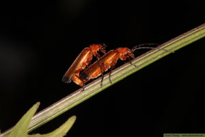 Fam. Cantharidae - flugbaggar 