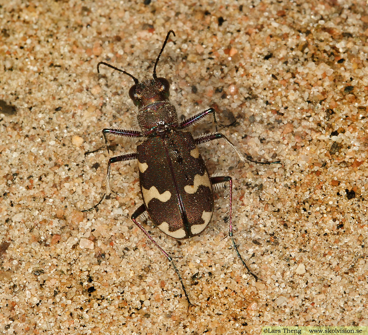 brun sandjägare, Cicindela hybrida