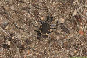 Skogssandjägare, Cicindela sylvatica