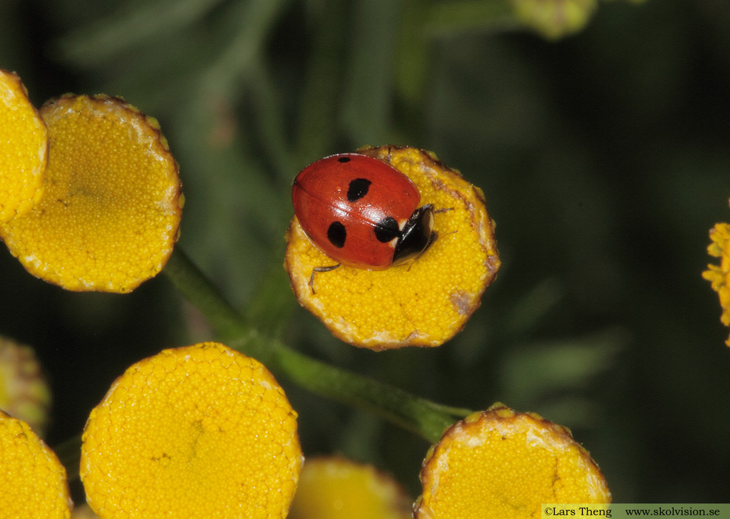 Coccinella quinquepunctata