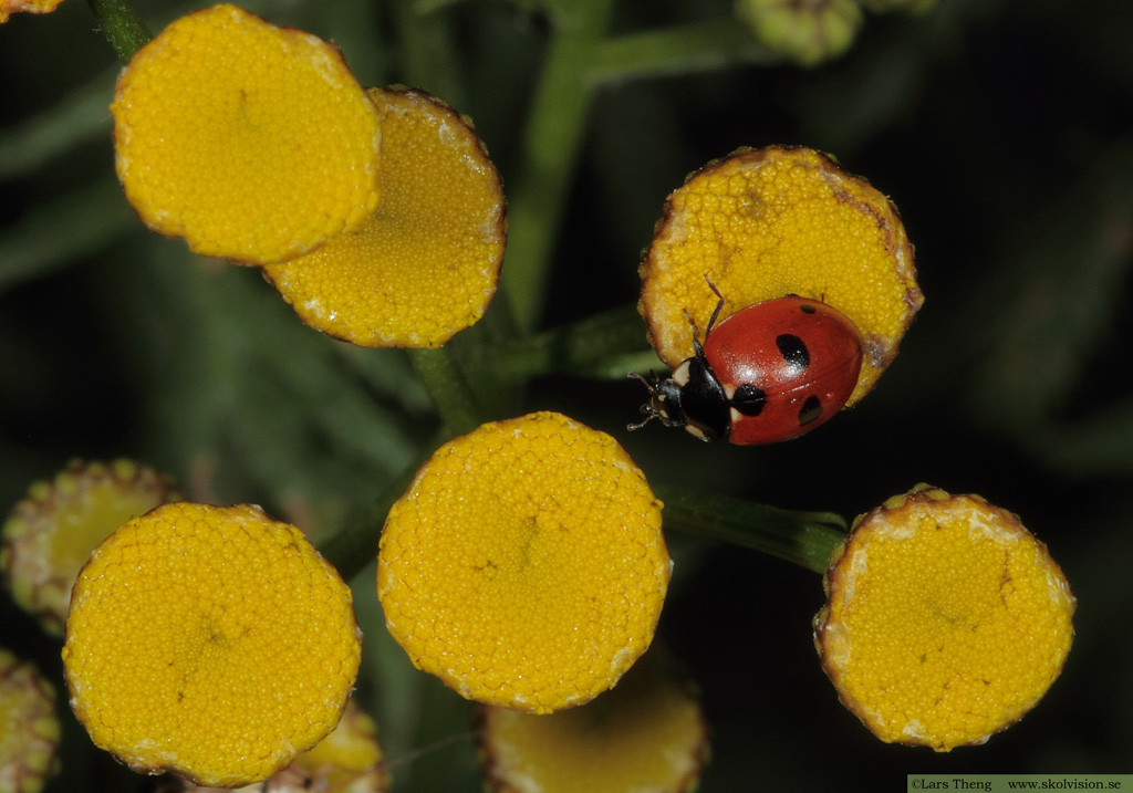 Coccinella quinquepunctata