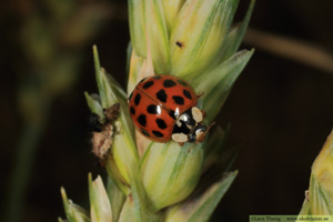 Harlekinpiga, Harmonia axyridis