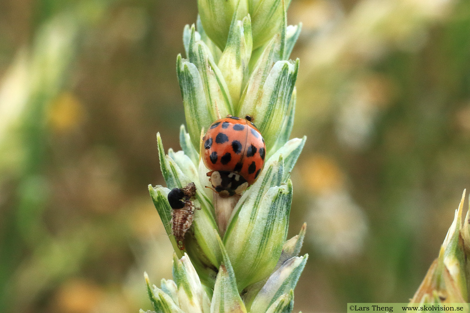 Harlekinpiga, Harmonia axyridis