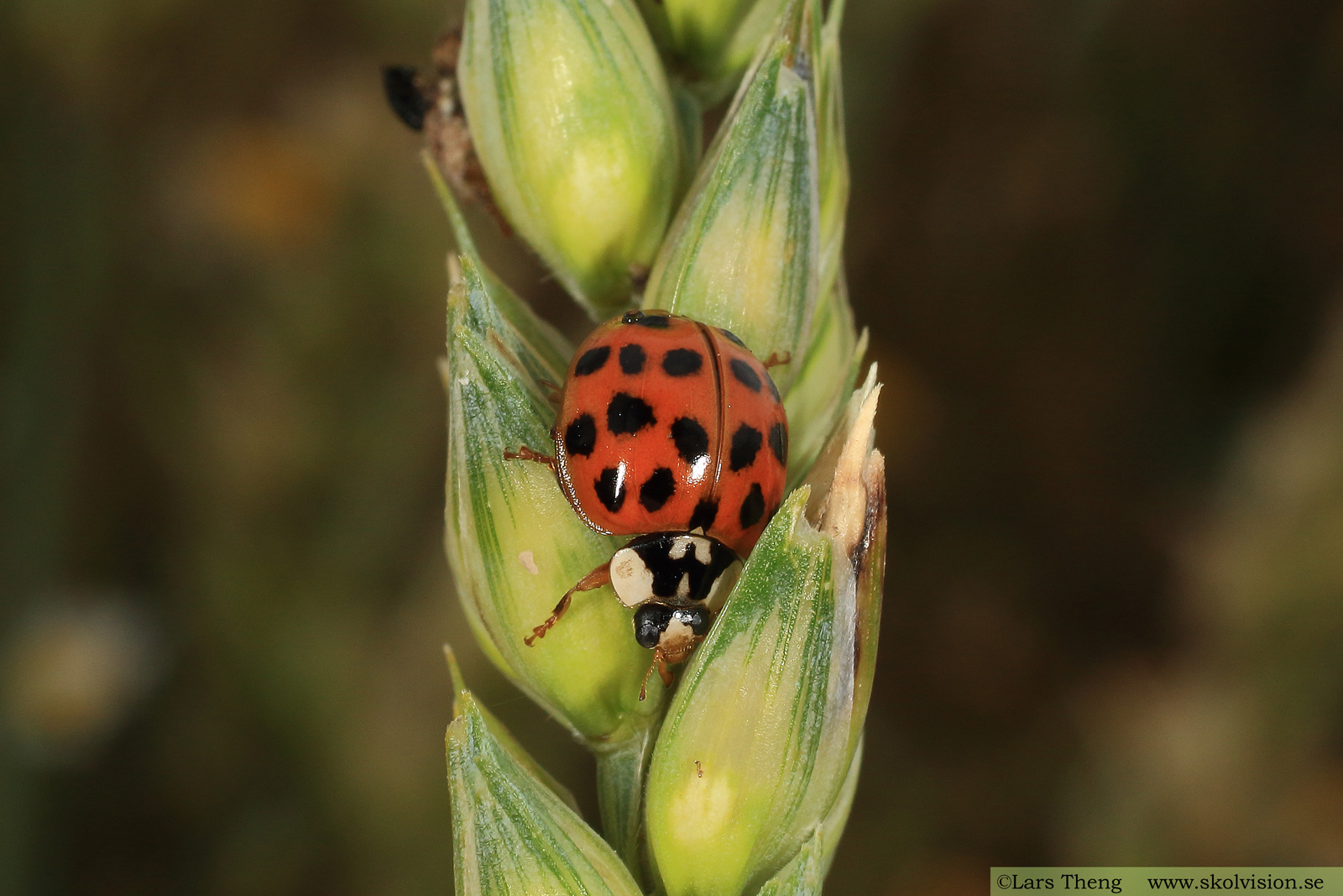 Harlekinpiga, Harmonia axyridis