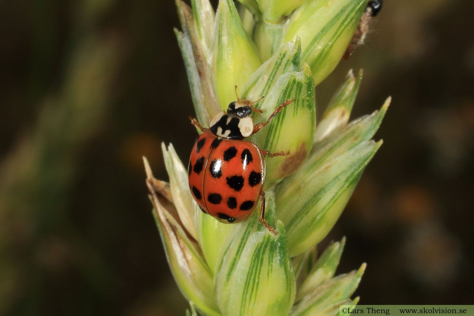 Harlekinpiga, Harmonia axyridis