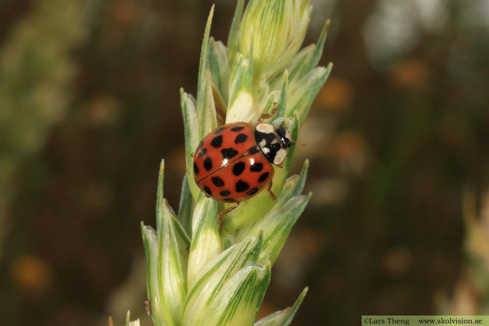 Harlekinpiga, Harmonia axyridis