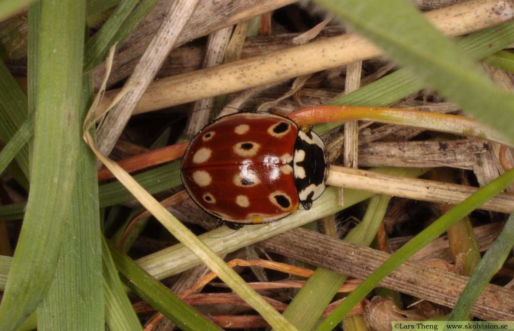 Ögonfläckig nyckelpiga, Anatis ocellata