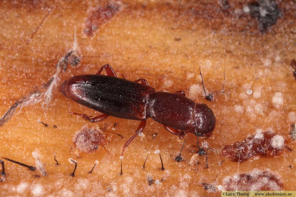 Coleoptera - Gråbaggar, Monotomidae