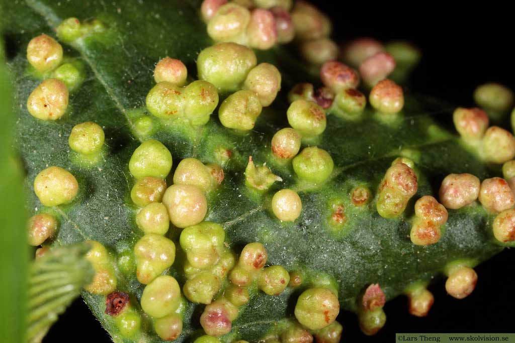 Alnus glutinosa, klibbal med alknottror