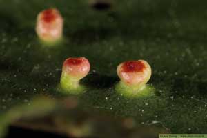 Alnus glutinosa, klibbal med alknottror