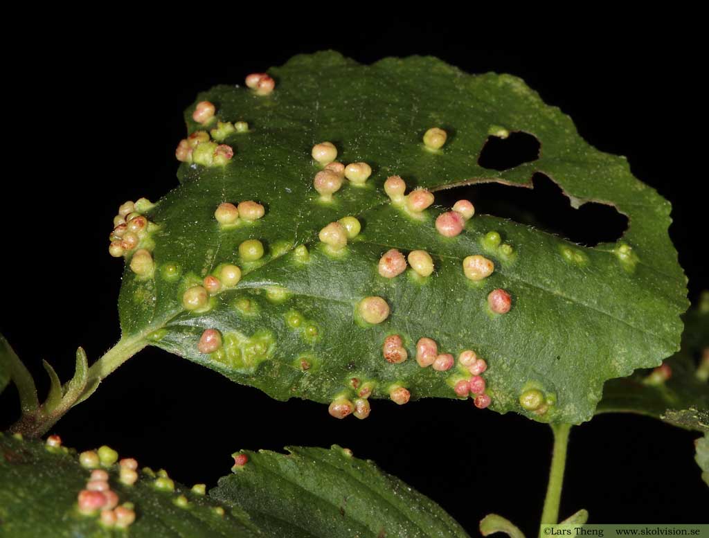 Alnus glutinosa, klibbal med alknottror