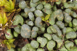 Knagglav, Toninia sedifolia