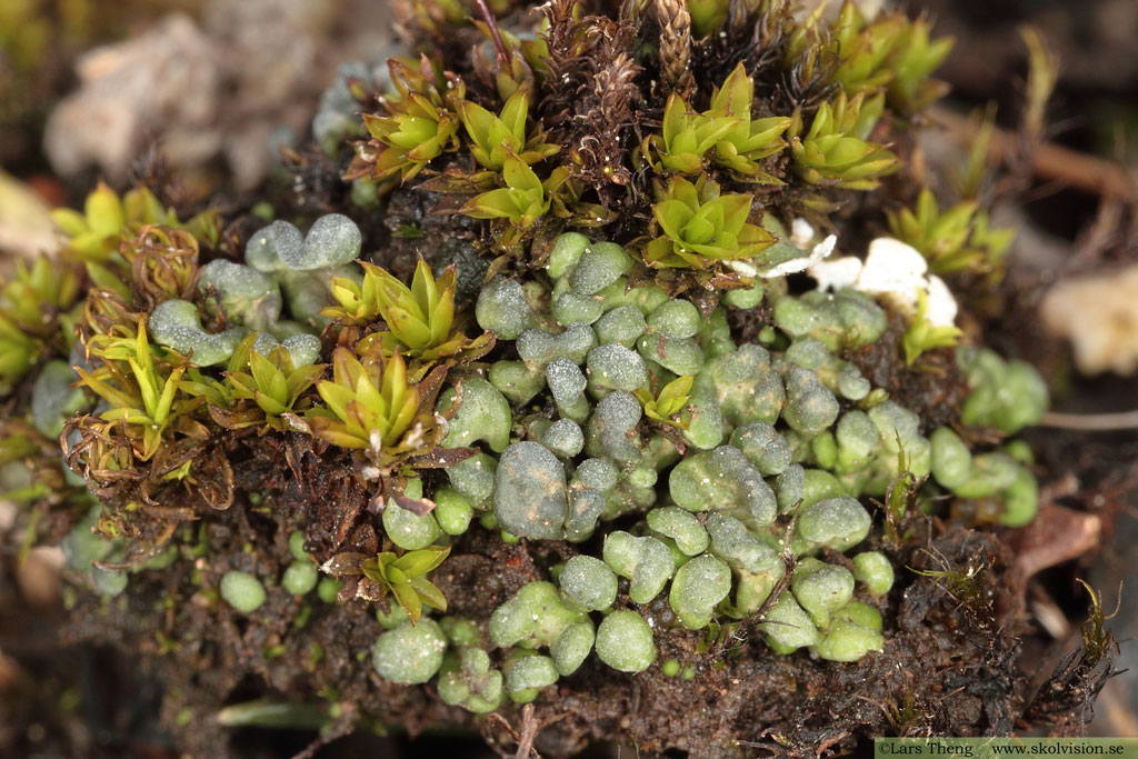 Knagglav, Toninia sedifolia