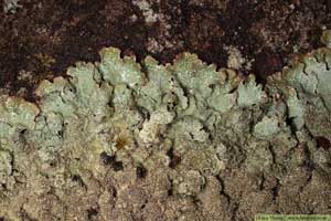 Färglav, Parmelia saxatilis
