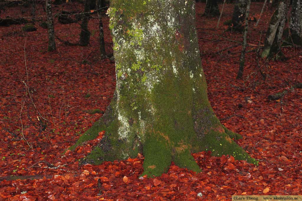 Lunglav, Lobaria pulmonaria