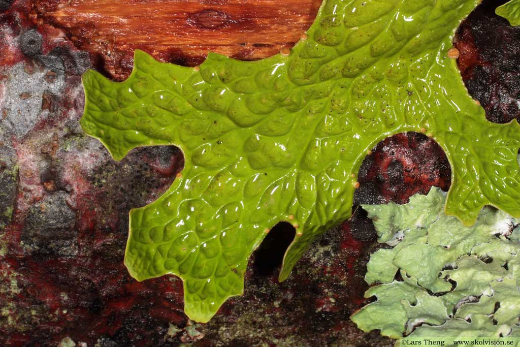 Lunglav, Lobaria pulmonaria