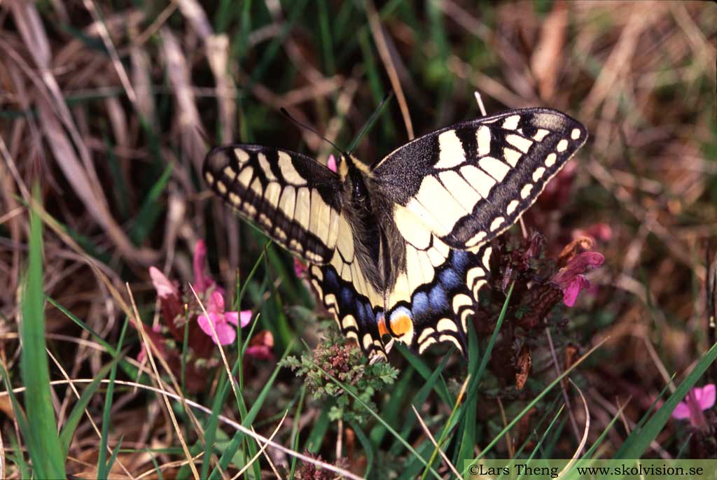 Makaonfjäril, Papilio machaon